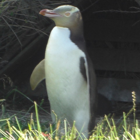 h_ammonite's profile picture. 