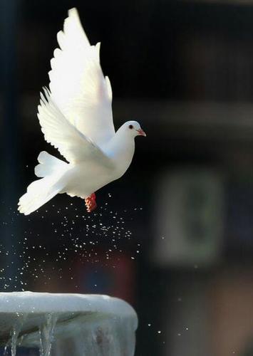 اللهم اجعلني مباركة أينما كنت..🕊