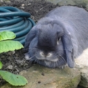 Deborah Ash - @debzash - Twitter