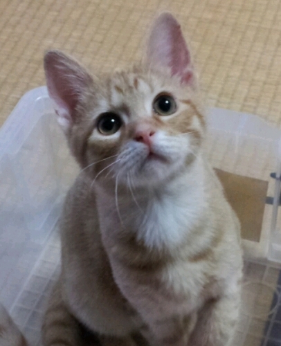 プロデュースに携わった→「名探偵コナン」「おでかけ♪クック」「スター☆コンチェルト」「うわばきクック」「アイオケ」…