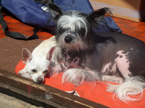 Just two dogs with a blog.....

Dylan a hairless Chinese Crested and Daisy a smooth  coat Chihuahua.