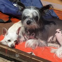 Dylan and Daisy (@dylananddaisy1) 's Twitter Profile