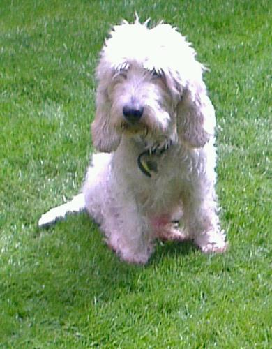 Born 1947. Married to John. 2 dogs (Leo a PBGV and Katie a Kooikerhondje). Sports horse and pony breeder, grading judge and consultant.
