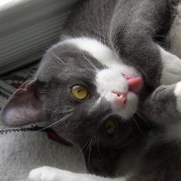 Meow! Nice to meet you! I'm Earl Grey Tea Cat, animal activist & huggable mascot for http://t.co/SxA1vk7T2m @MAHAMOSA. Fllw for cute pics & thoughts! Purrr...