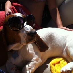 Hi Everyone, my name is Zooey. I am a basset hound that lives in Austin, Tx. I love playing with my toys and meeting new friends everywhere I go!