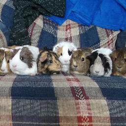 Fraszoid's profile picture. 