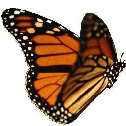 SelfHelpCarolB's profile picture. HelpYourselfFeelBetter™ NOW!