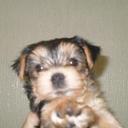 MARIA ALICE VIDAL  - @alicerosarj - Twitter