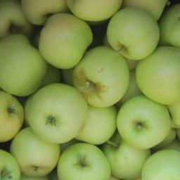 The Cornell Orchards facilitates teaching and research in Horticulture and sells in-season produce and other Cornell and local products at the seasonal store.
