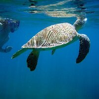 Cali Turner Tomasz (@sdseaturtles) Twitter profile photo