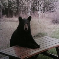 Tommy Peters (@tommythebear2) 's Twitter Profile