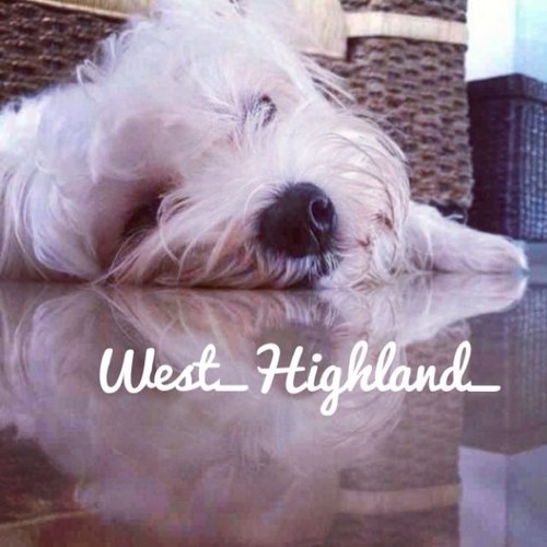 West_Highland_'s profile picture. The OFFICIAL twitter page for the West Highland White Terrier. Share facts, photos & love for your Westie! - #WestieOfTheMonth - Instagram: @West_Highland_