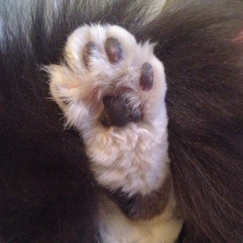 Fluffy scamp.OTRB 9 june 2013 will miss everybody so proud of friends for making me trend & masters of ceremonies @chutneysupercat @marleysupercat