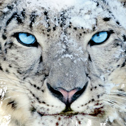 DesignerTiger's profile picture. Clients: @opticgaming @thefpshow @paintball_kitty || http://t.co/mkvMnLNGHq ||