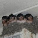 Gerry Geer - @gtgmum - Twitter