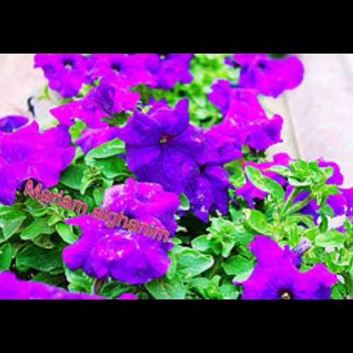 tameen2013's profile picture. 