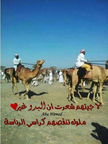 لاجيتهم شعرت إن البدو غير *ملوك تنقصهم كراسي الرئاسه