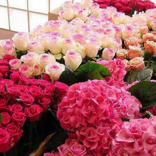 marwaalsherbji's profile picture. 