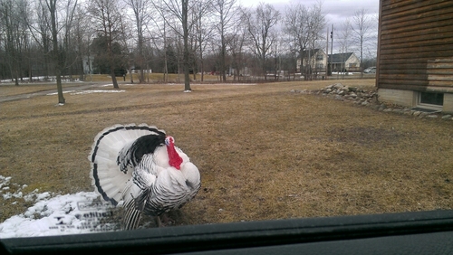 shergolf18's profile picture. Turkey whisperer, lover of life