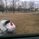 Sheryl Albert - @shergolf18 - Twitter