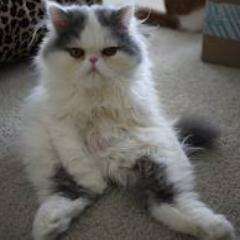 Mecd_33's profile picture. Amante de los gatos :3