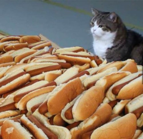 lifeispietzche's profile picture. Fitness-lover obsessed with all things pancake-related. I swear, I rant, and I listen to good music. @krisportune is my hetero-lifemate.