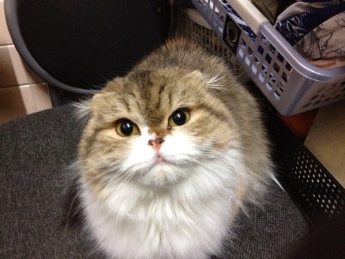 miseosa2's profile picture. 好きなものを好きと言えるよう、やりたい事をやれるように 自由気ままに生きております