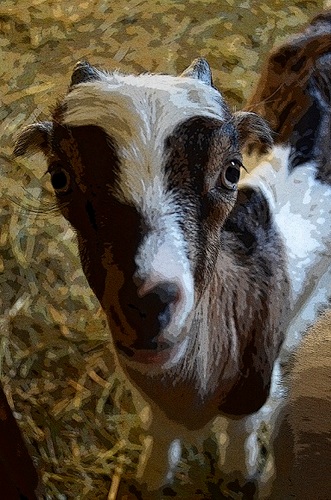A ranch in California that specializes in humanely raised, all natural meats.