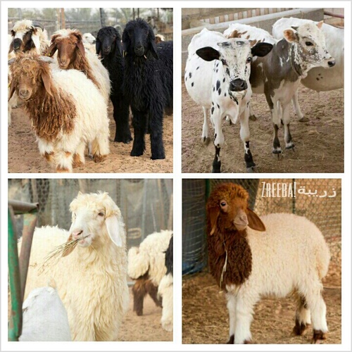 Welcome to Zreeba Animals/Pets store, where we offer all your favorite animals. Kik and Instgram: @Zreeba