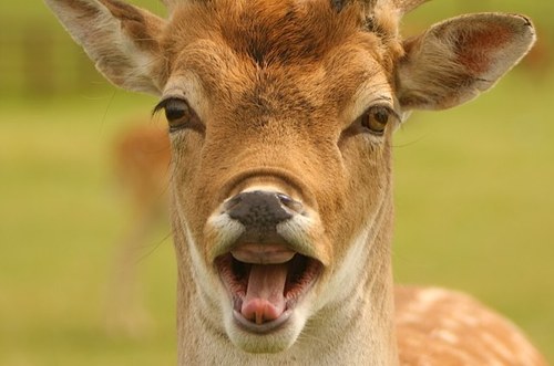 Hi I'm Jimmy, and if you go hunting then FUCK you.
