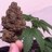 Grow420Guide's profile image