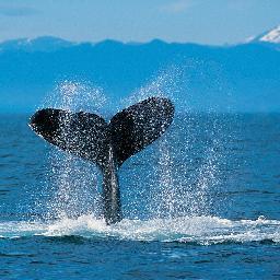 Natural habitat for all creatures on Mother Earth shall be preserved. Humans are only one tiny part of the Divine Creation. Source of PETITIONS!!! PLS. SIGN