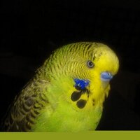 erdal canan (@erdalcanan1) Twitter profile photo