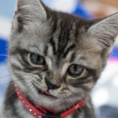 仔猫のまま成長しない猫か欲しい。