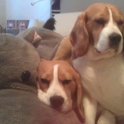 lolasdiary__'s profile picture. Beagle kennel mum, new life=sleeping,eating and rolling in bad things and CUDDLES!!  beagle no 2  Teyah joins us   . Follow our diary and happy animal stories.