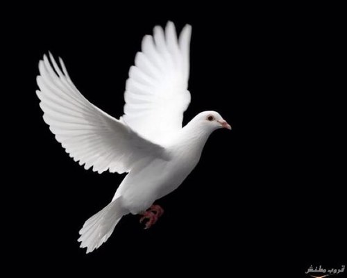 اللهم صل وسلم وبارك على سيدنا محمد وآله وصحبه اللهم وارزقنا شفاعته