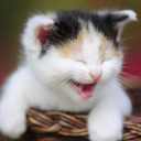 wes clark - @nighthawk2123 - Twitter