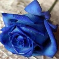 Paloma Murcia (@pamurtro) 's Twitter Profile