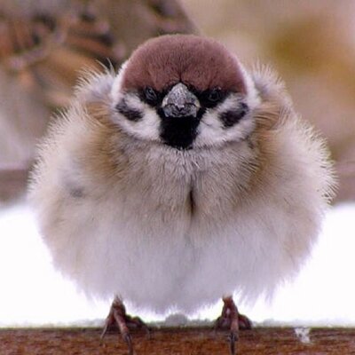 すずめ 美女プラス鴨隊長の魅力プラスツイッター そこにシナジーの相乗効果が働き 盛り上がる Rt Watanabeofoni さ さすがツイッターの魔術師 Rt Decoy Nori 美女につられて自然と集まってくるのは想定通りﾌﾌﾌ