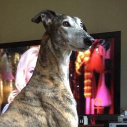🇺🇸 🇮🇱🐕 Adopt Galgos & Greyhounds 🐕PSN 🏆Playstation Trophy Whore🏆🏆💥Fuck Cancer!💥Why tie the infinite soul 2 a bony post of flesh? 👑king of tile👑