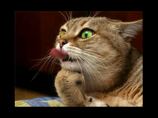 gato_mero's profile picture. 