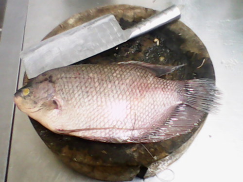 Arif_ins's profile picture. ARVEGA