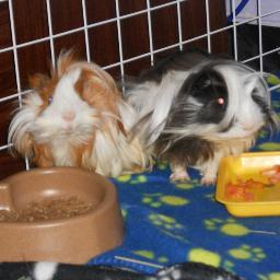 Wheek! We're Zeus&Mufasa. Guinea Pigs, just wanna have fun, sleep, and of course never stop eating.