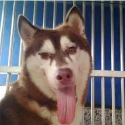 always NSFW weird husky obsessed with blood enjoy!