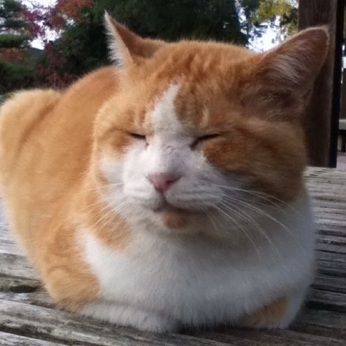 kikori_no_miya's profile picture. ファーッ ク。