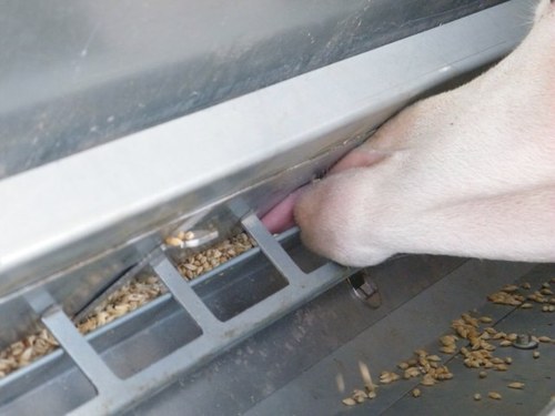 Advantage Feeders. 1.Creep Feeding, 2. Controlled Feeding and 3. Free Choice Feeding SAVES TIME NO WASTE