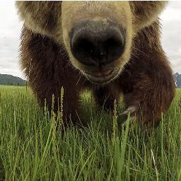 Bears Bears and more bears