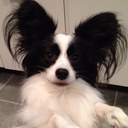 Kelly Ely  - @Kellyteamditto - Twitter