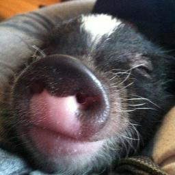Love @ first Oink!