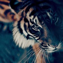 Roo Brandan! (@07_viole) Twitter